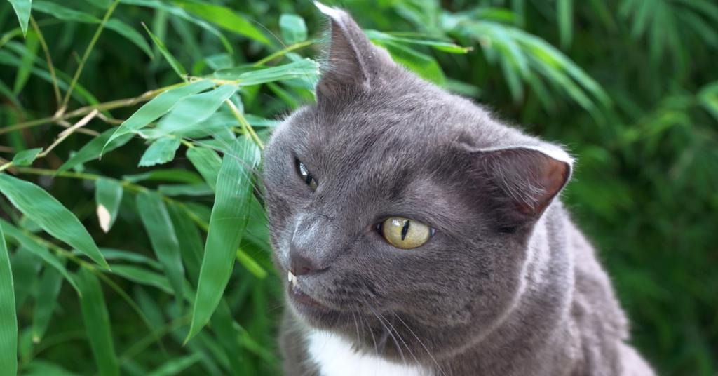 Is Bamboo Toxic To Cats? What to Know About Lucky Bamboo