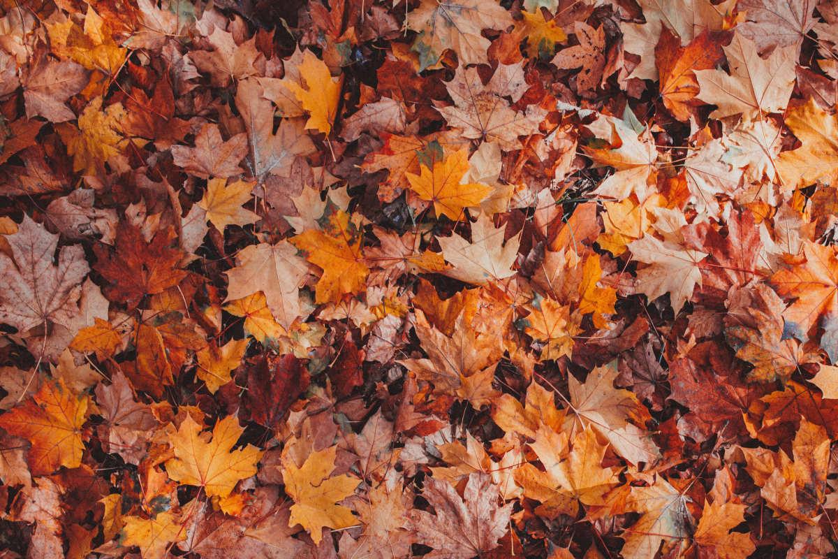 pn/eccba aca e bc ded