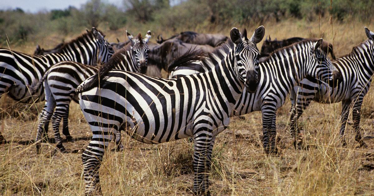 Group of zebras in tall grass.