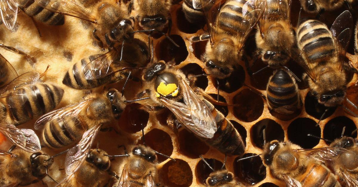 Why would bees reject a queen?