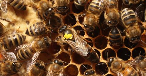 Why would bees reject a queen?