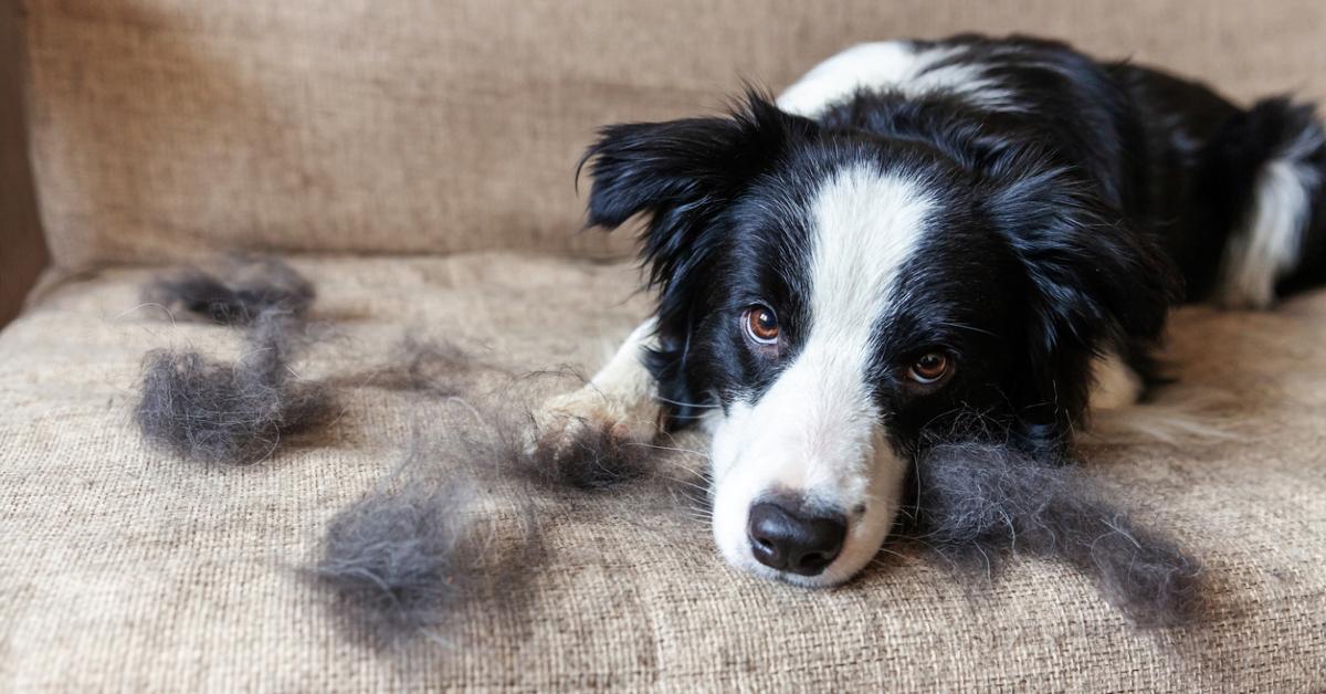 Photo of border collie dog on couch surrounded by balls of shed hair