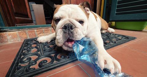 paws on plastic recycle