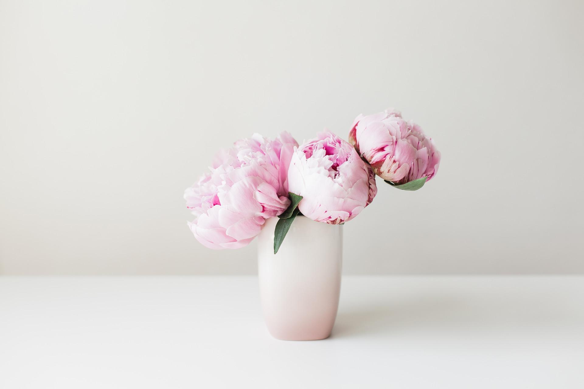 peonies _