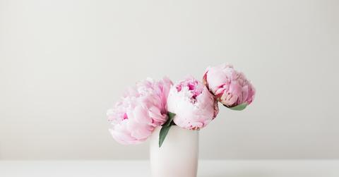 peonies _