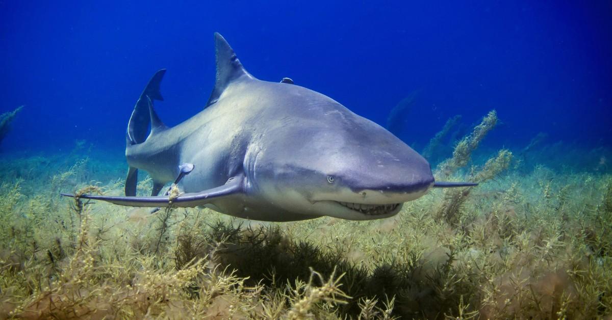 A shark swims over seaweed in the ocean