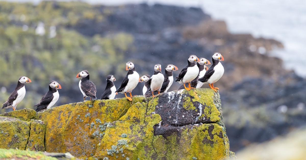 Group of puffins sitting on a cliff. 