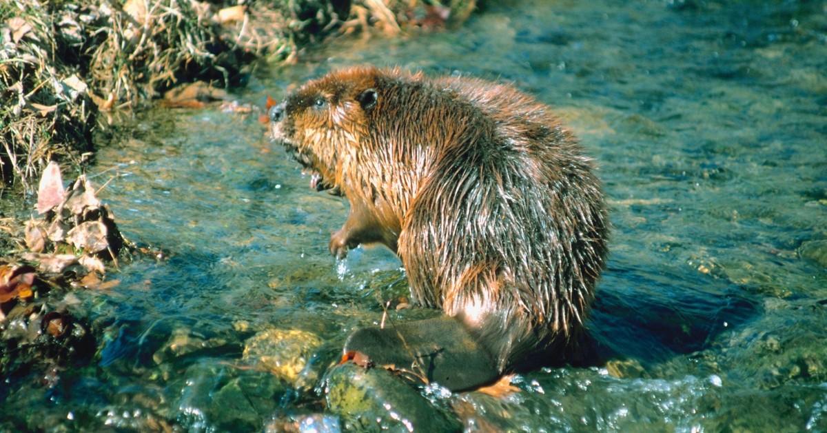 A bever sits on the rocks in the middle of a running river