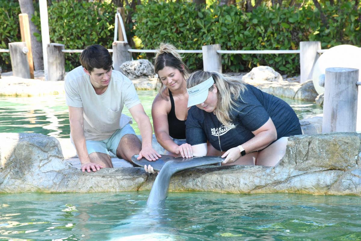 Miami Seaquarium guests pet a dolphin.