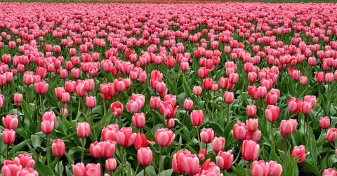 tulips flowers fish eye red