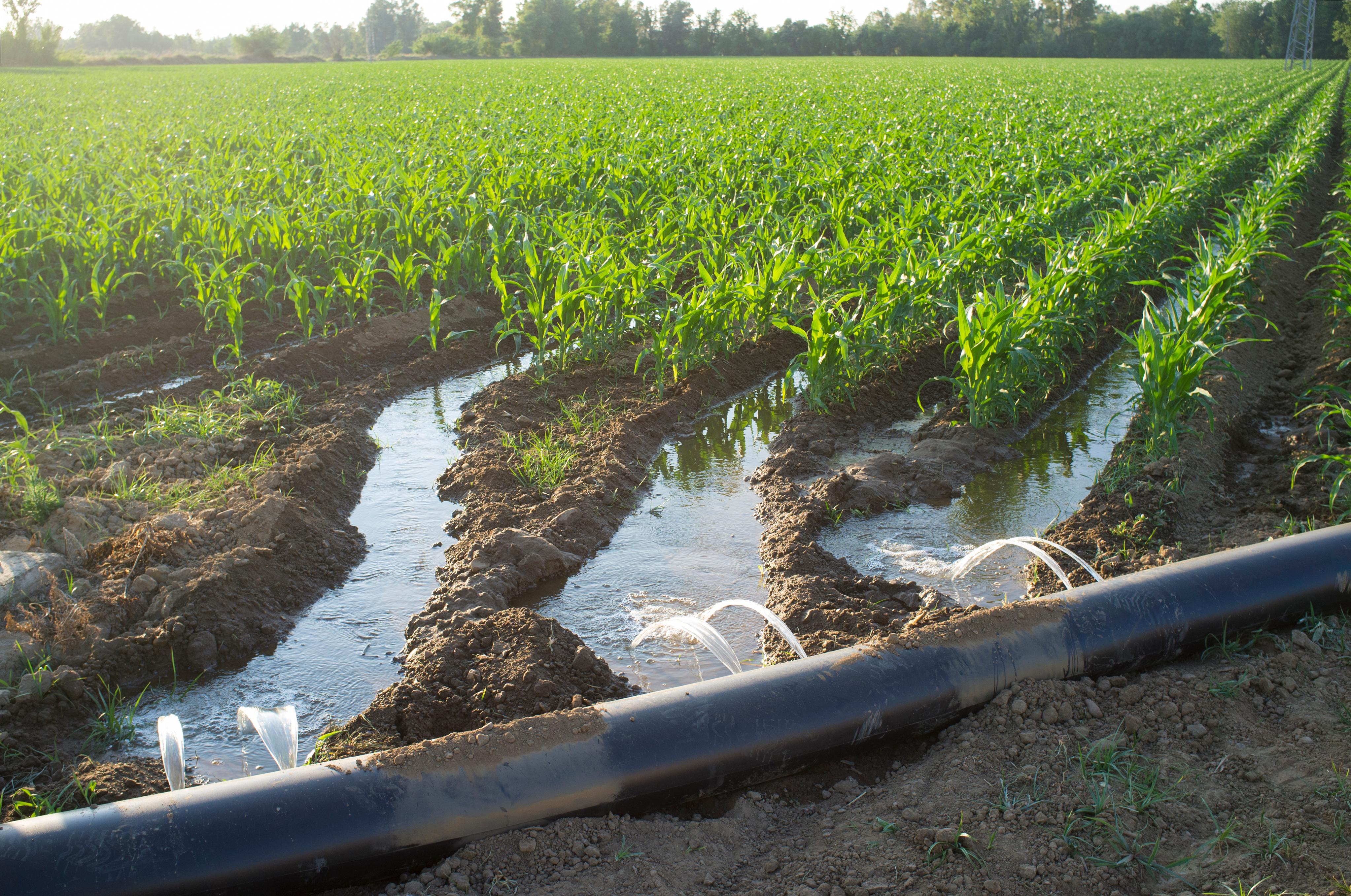 furrow irrigation