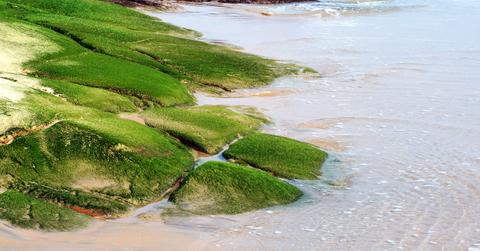 What is sea moss?