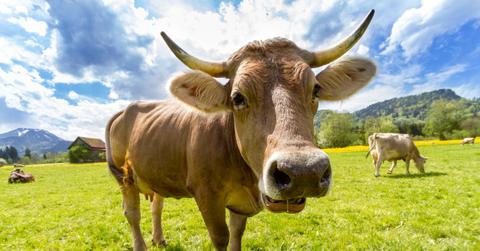 cow pasture animal almabtrieb