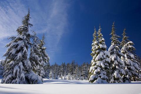 How to Easily Get Rid of Your Christmas Tree in an Eco-Friendly Way