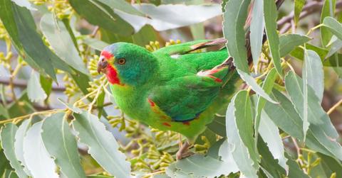 swift parrot