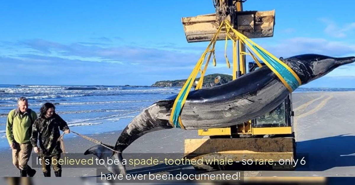 A spade-toothed whale being hoisted by a machine to be removed from a New Zealand beach