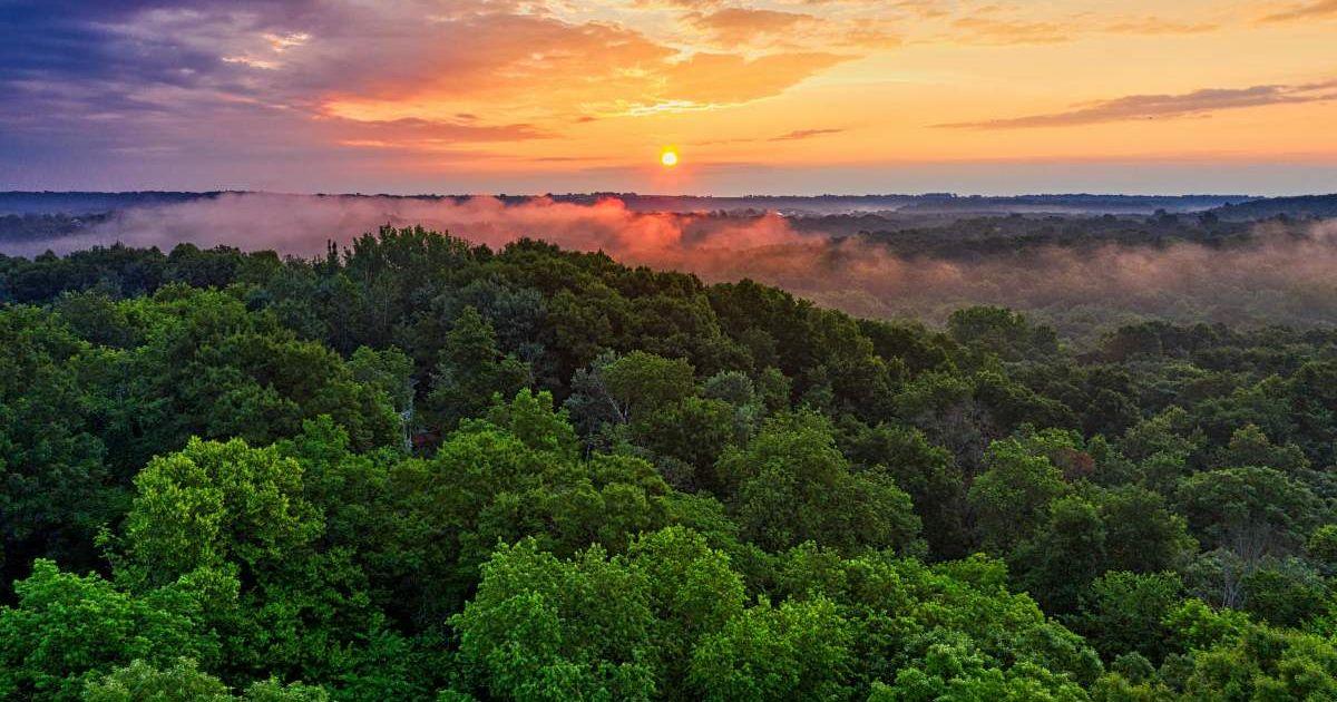 Aerial shot of a lush green rainforest with the sun setting in the sky. (Representative Cover Image Source: Pexels | Tom Fisk)