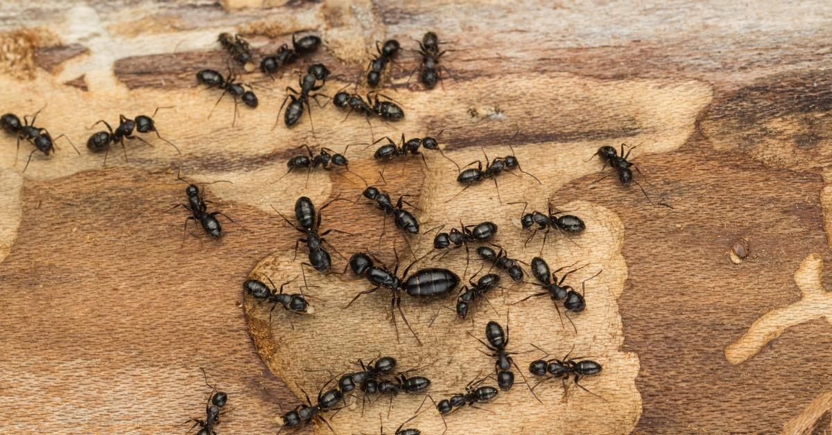 A colony of carpenter ants swarm on a piece of wood