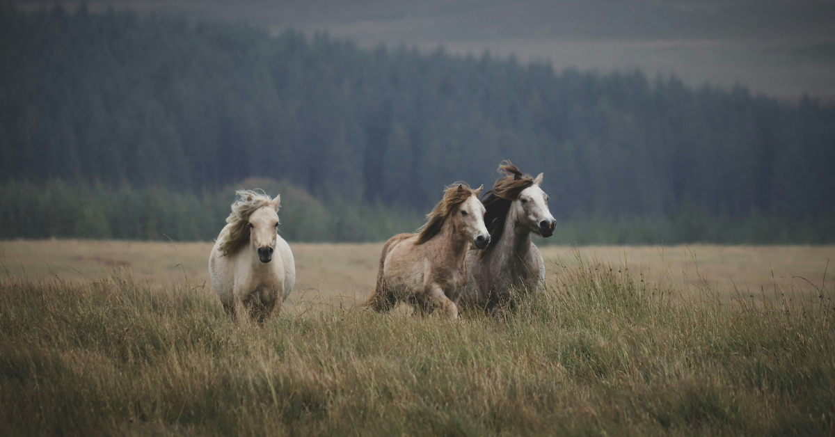 Where Are Wild Horses Located in the U.S.