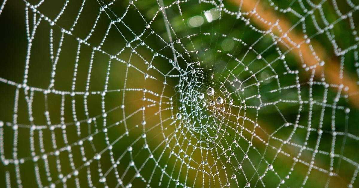 Spiderweb in the morning dew.