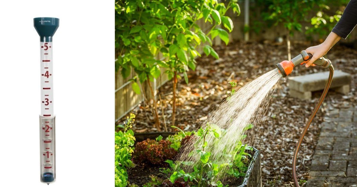 (L) The AcuRite Jumbo Rain Gauge on sale at Walmart. (Cover Image Source: Walmart); (R) A gardener spraying water on plants with a hose. (Representative Cover Image Source: Getty Images | brebca)