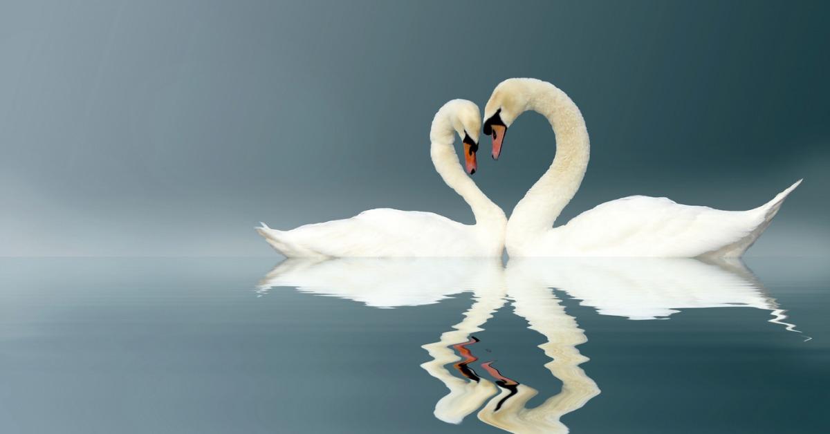 Animals That Mate for Life — We Love These Monogamous Creatures