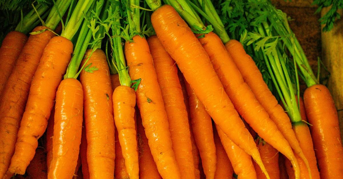 A bunch of carrots lay together with their leafy green tops still attached