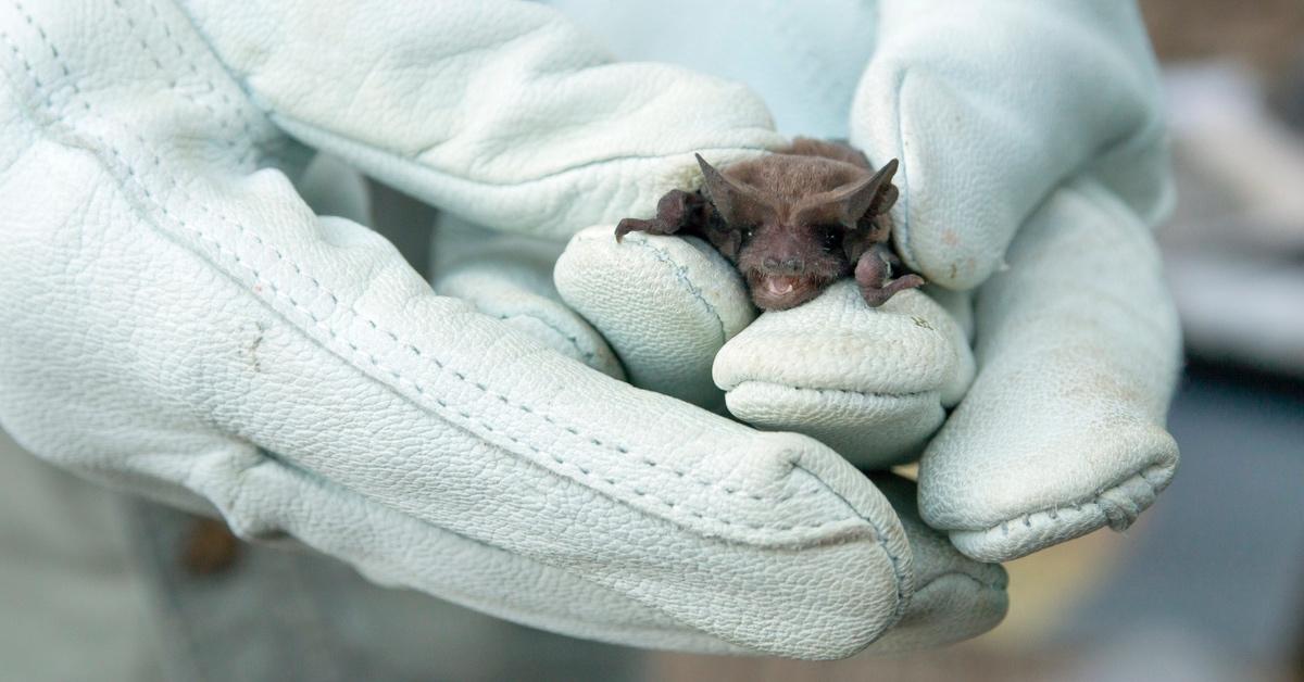 Naturalist holds tiny Mexican free-tailed bat with gloves,