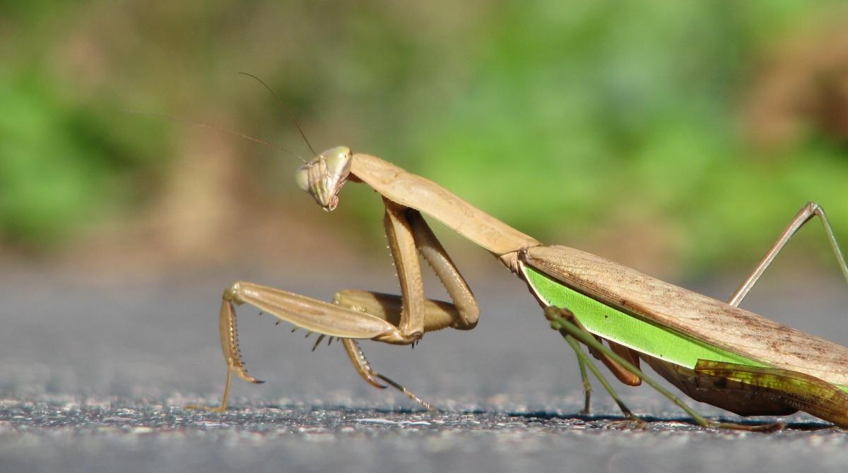 Are Praying Mantises Poisonous? A Guide to All Things Mantis