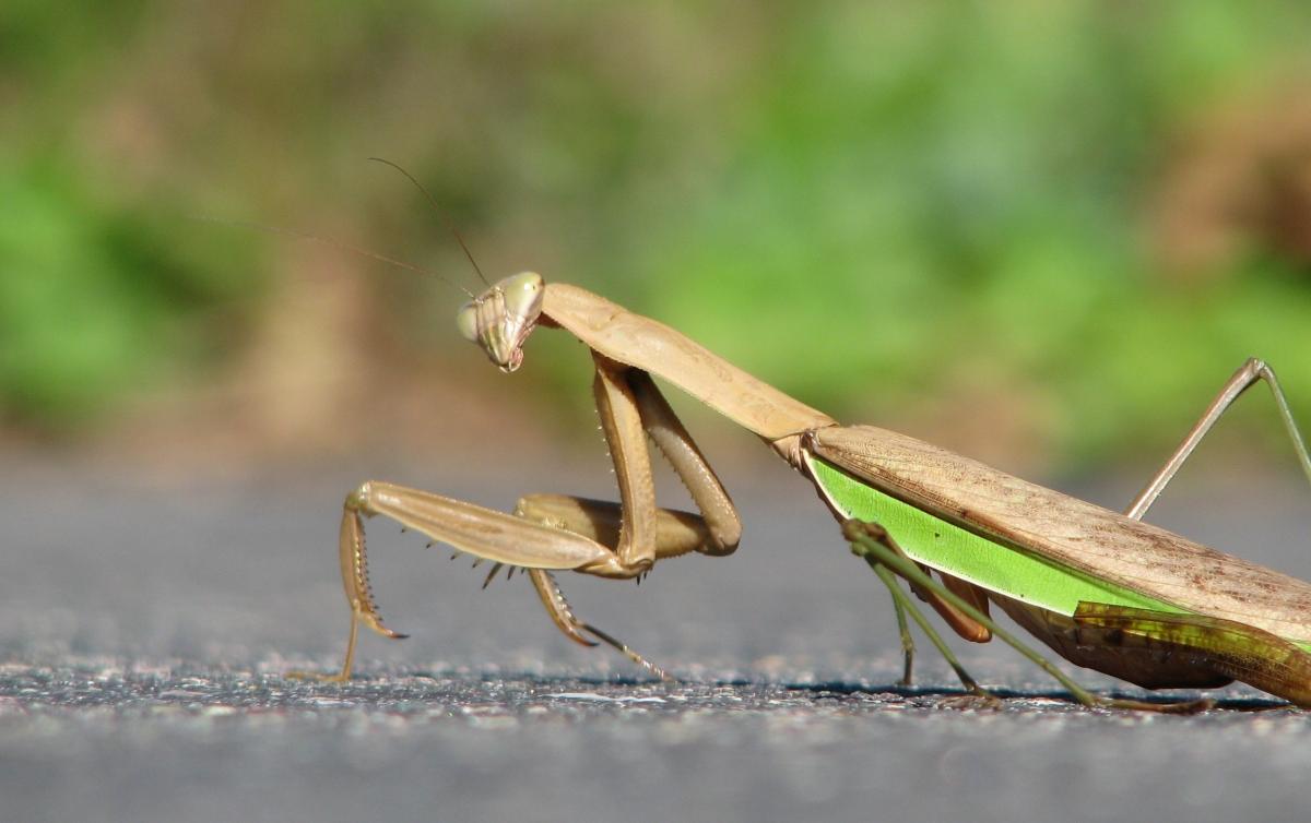 Are Praying Mantises Poisonous? A Guide to All Things Mantis