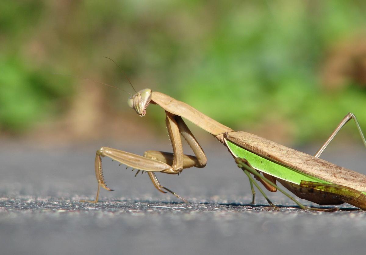 are-praying-mantises-poisonous-a-guide-to-the-insect