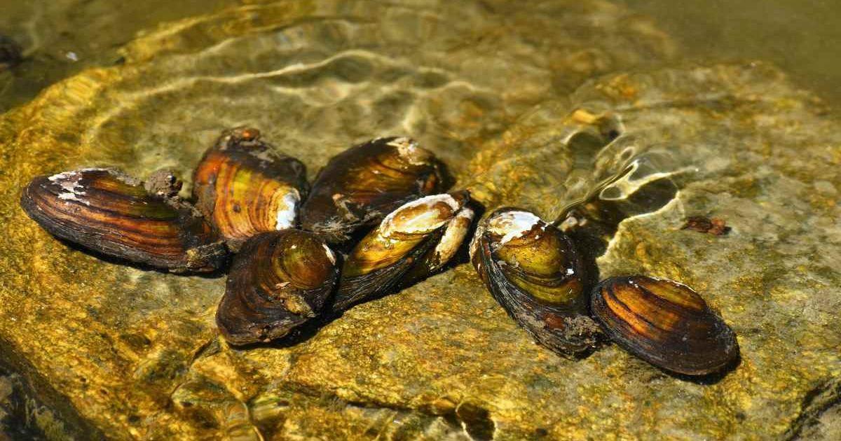 Freshwater mussels on the rock in a clean river. (Representative Cover Image Source: Getty Images | Jamaludin Yusup)