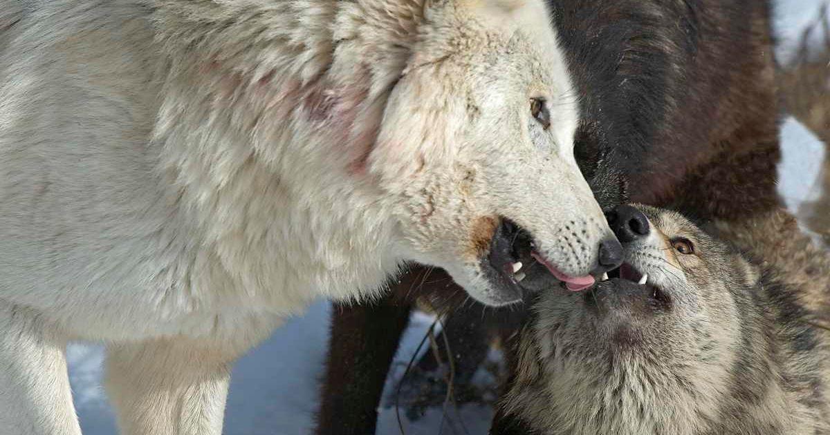 Two gray wolves interacting with each other. (Representative Cover Image Source: Getty Images | John Pitcher)