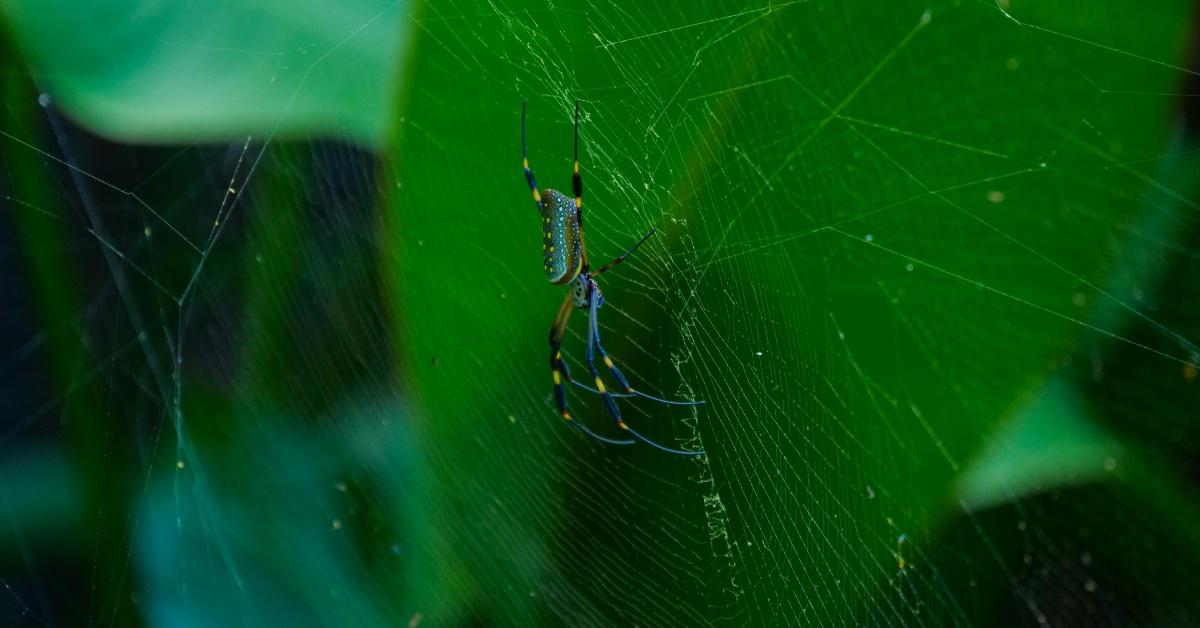 Blue and yellow spider on a web with green in the background. 