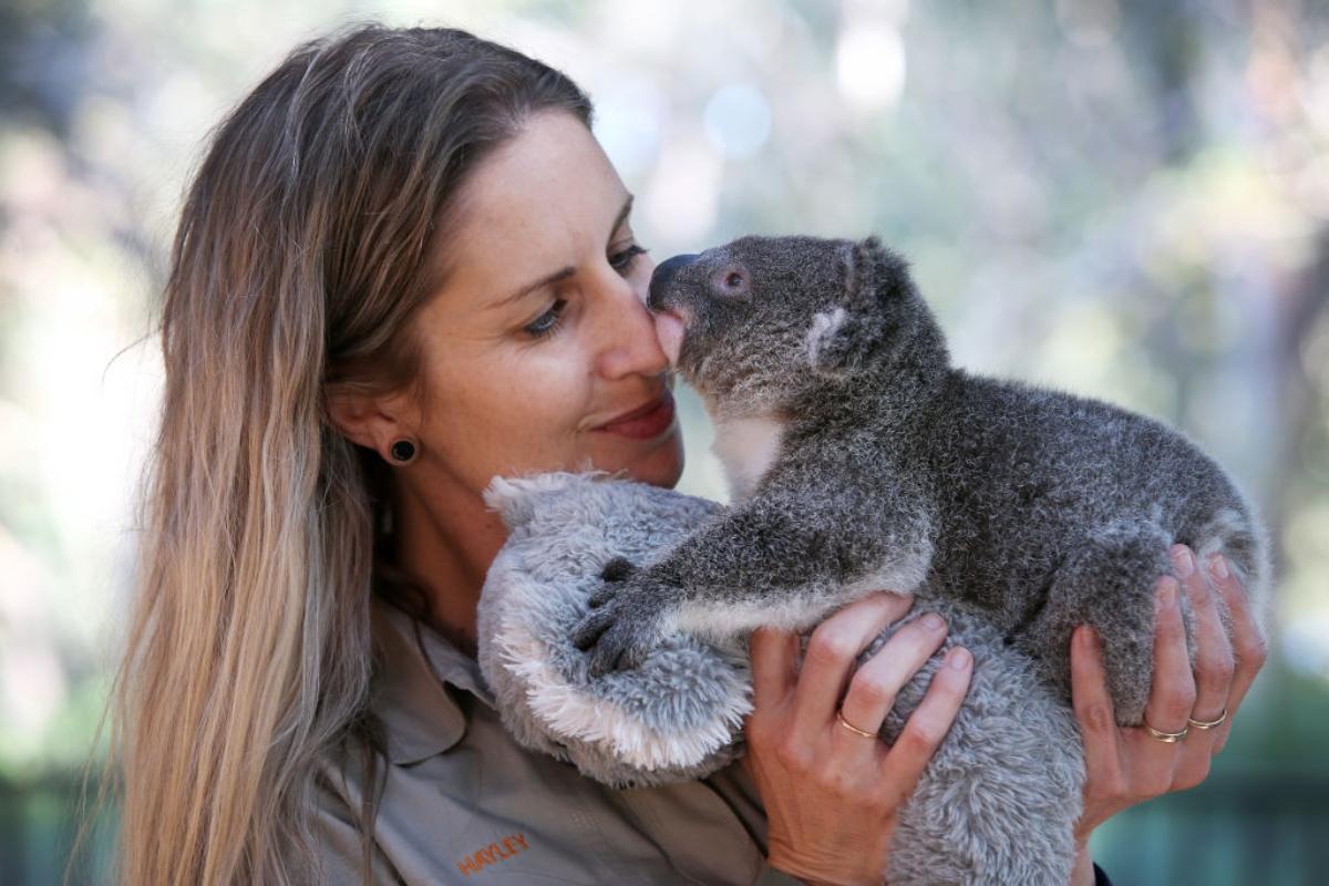 Woman cares for a koala joey