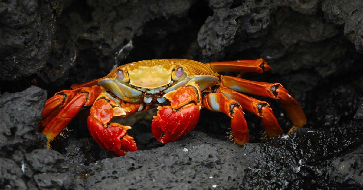 A close-up image of a red crab on a rock. (Representative Cover Image Source: Pexels | Pixabay)