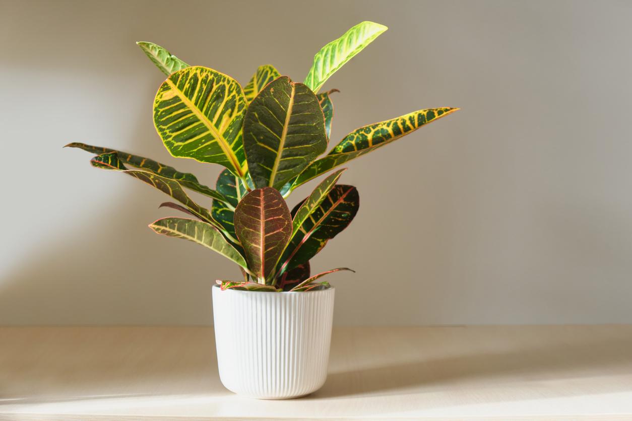 Croton plant in big white pot