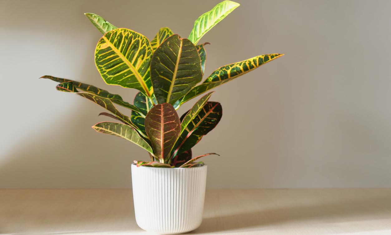 The Best Indoor Plants for Direct Sunlight