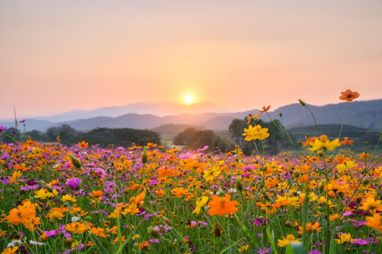 Close up of meadow full of orange, yellow, purple, and white flowers