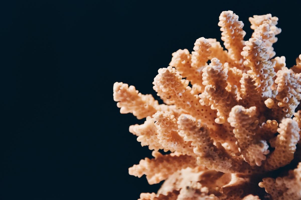 light brown coral against black background