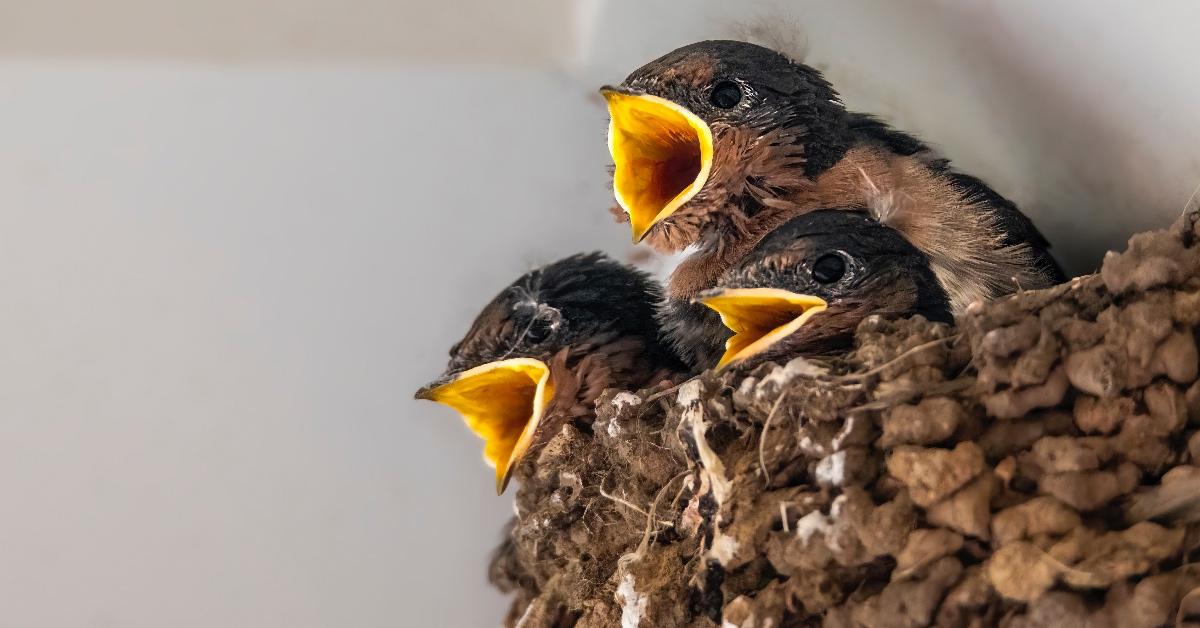 Starling babies in a nest with their mouths open. 