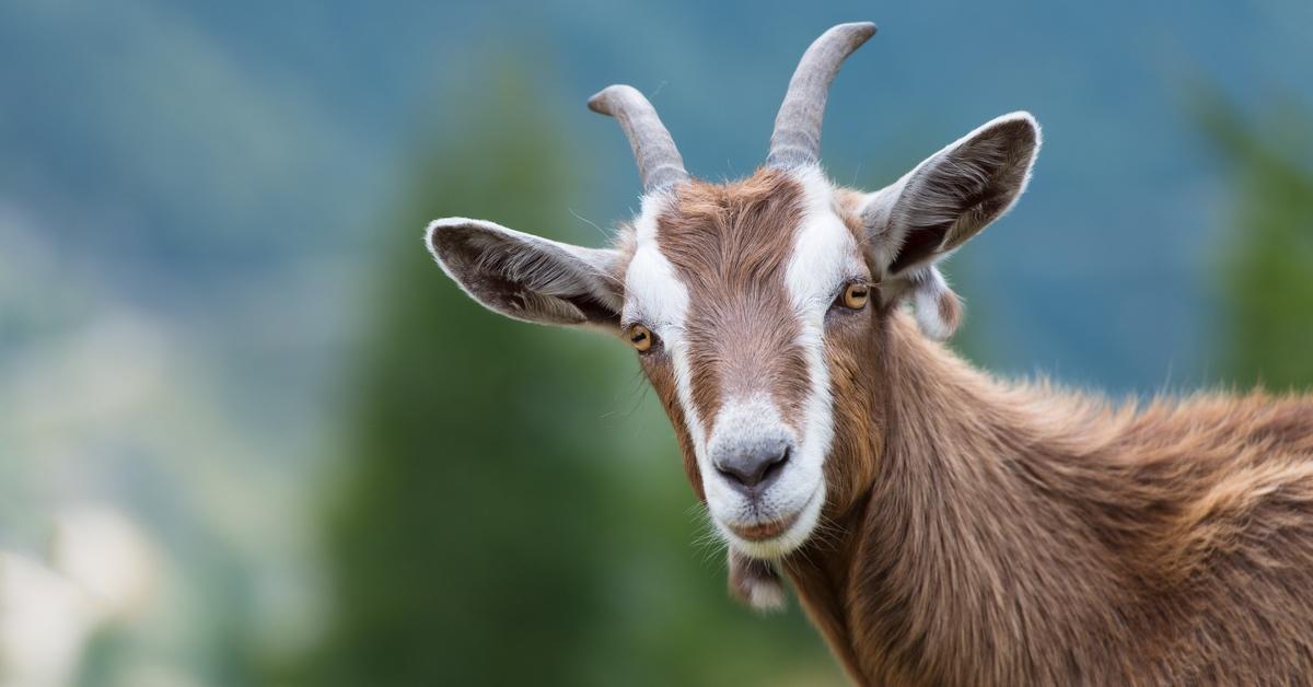 Brown and white goat facing the camera