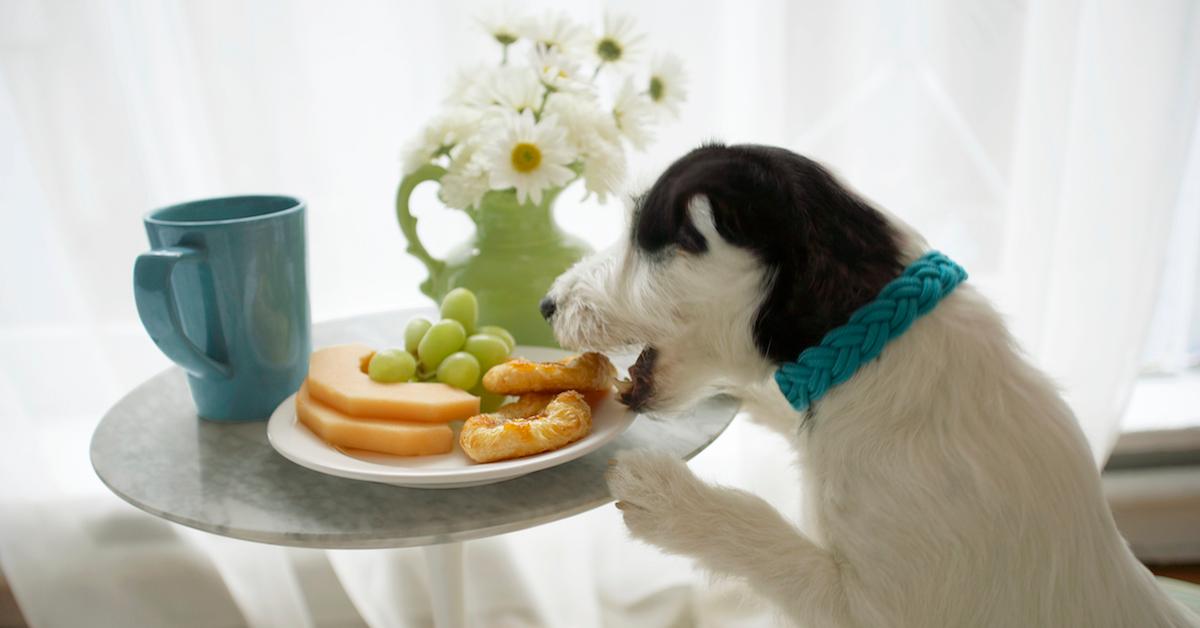 Dogs hotsell eating raisins