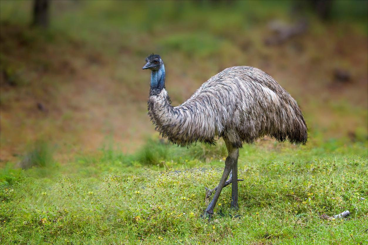 An emu is pictured walking across a green field with brown dirt in the background.