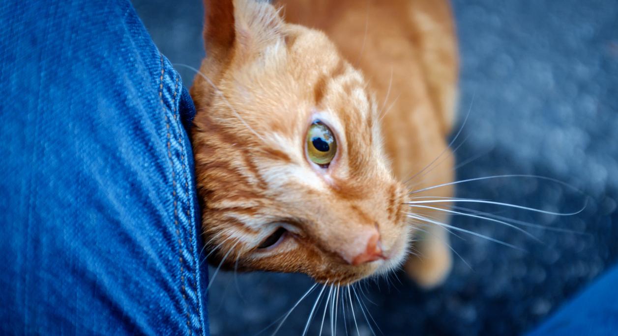 An orange cat rubbing against someone's leg.