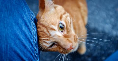 An orange cat rubbing against someone's leg.