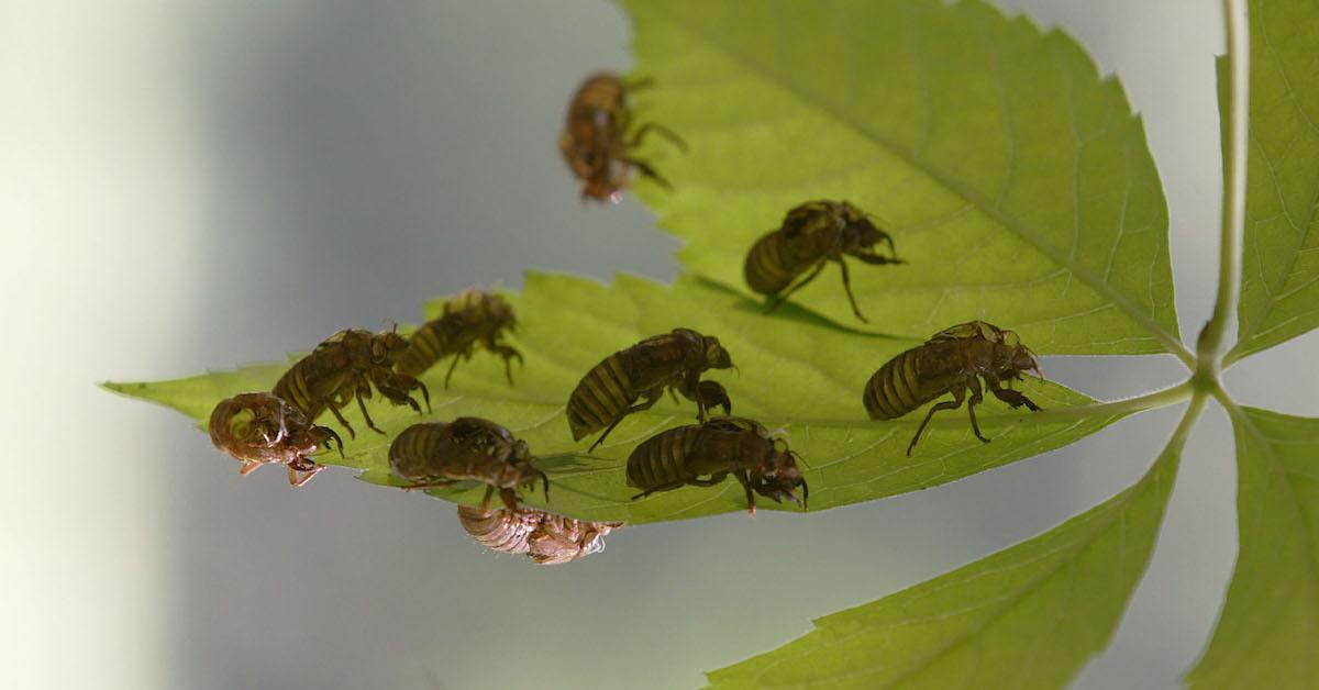 Clinging cicada shells