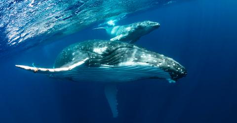 humpback whales