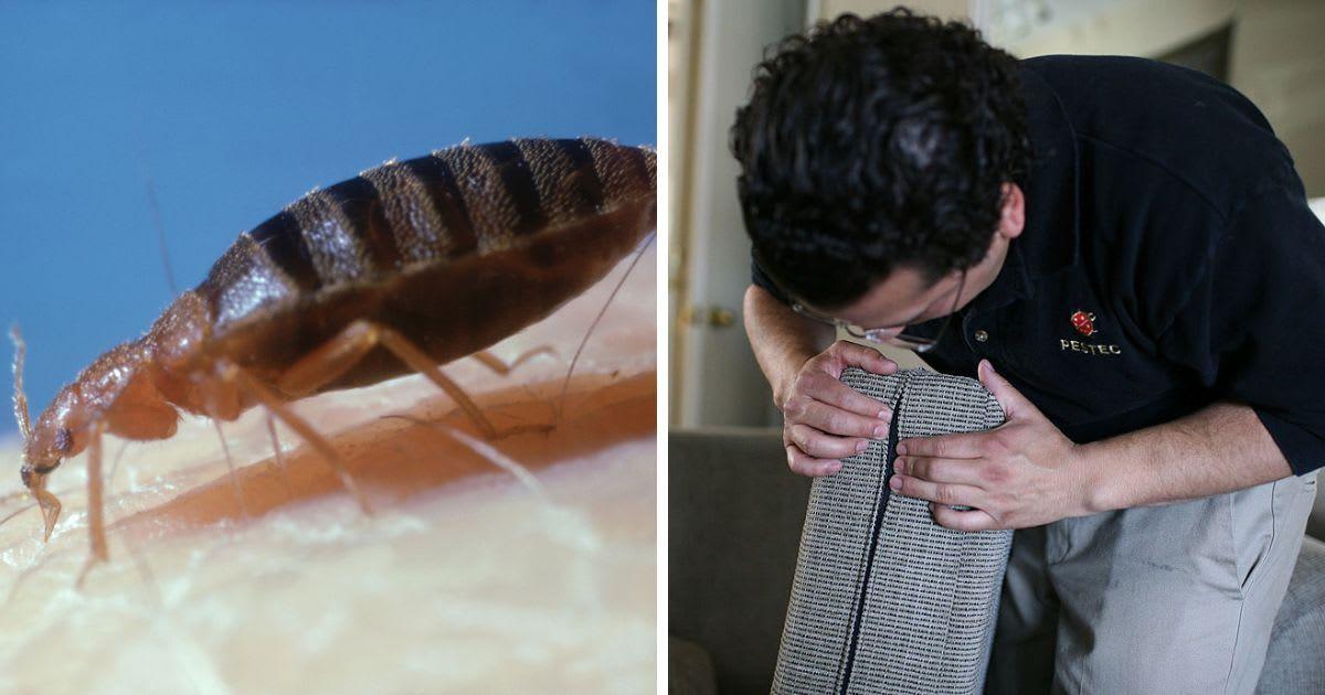 (L) Bed-bug on human. (R) Technician inspects a couch cushion for bed bugs at an apartment. (Representative Cover Image Source: Getty Images | (L) Oxford Scientific, (R) Justin Sullivan)