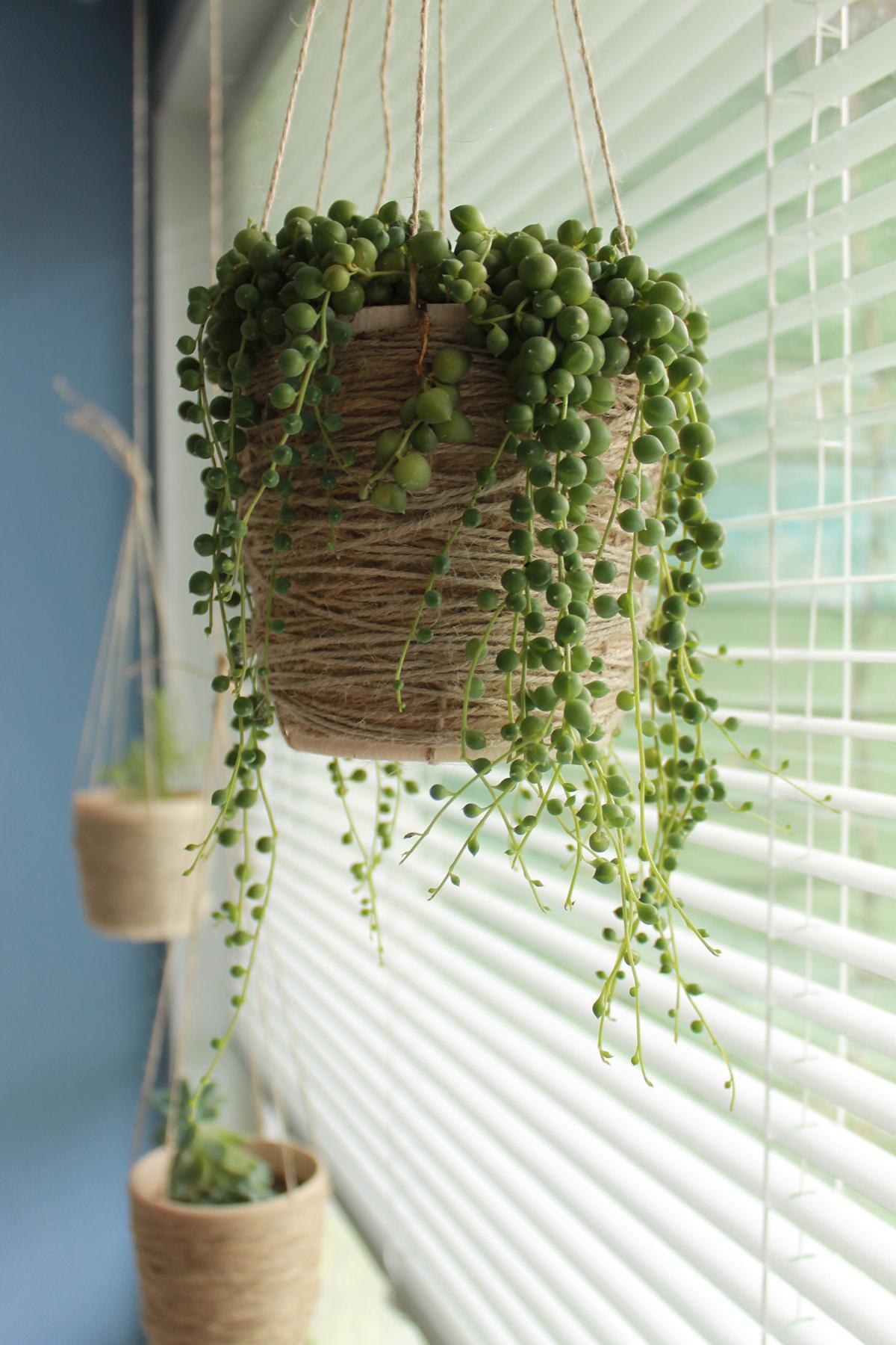 string of pears hanging indoor plant